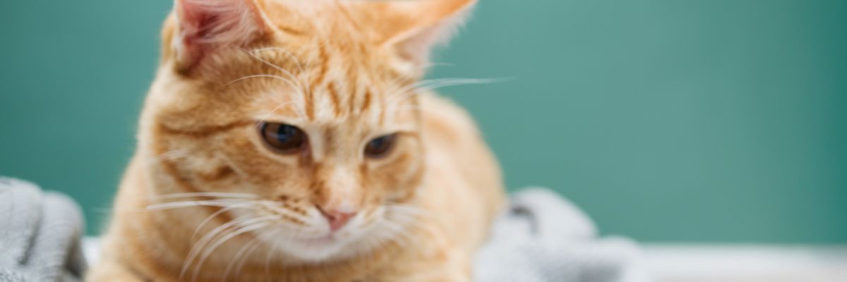 Bild mit einer liegenden rotharigen Katze