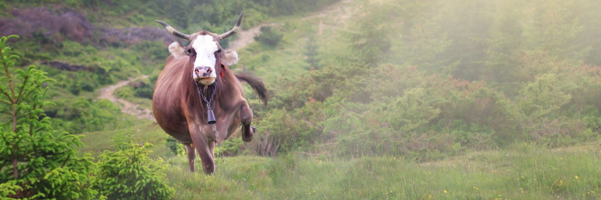 Bild mit einer schnell laufenden Kuh auf einer Weide